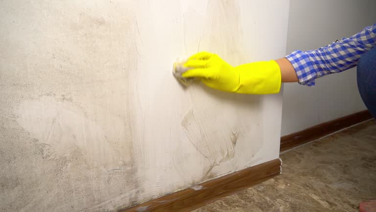 Best Commercial Mold Inspection  in Chinle, AZ